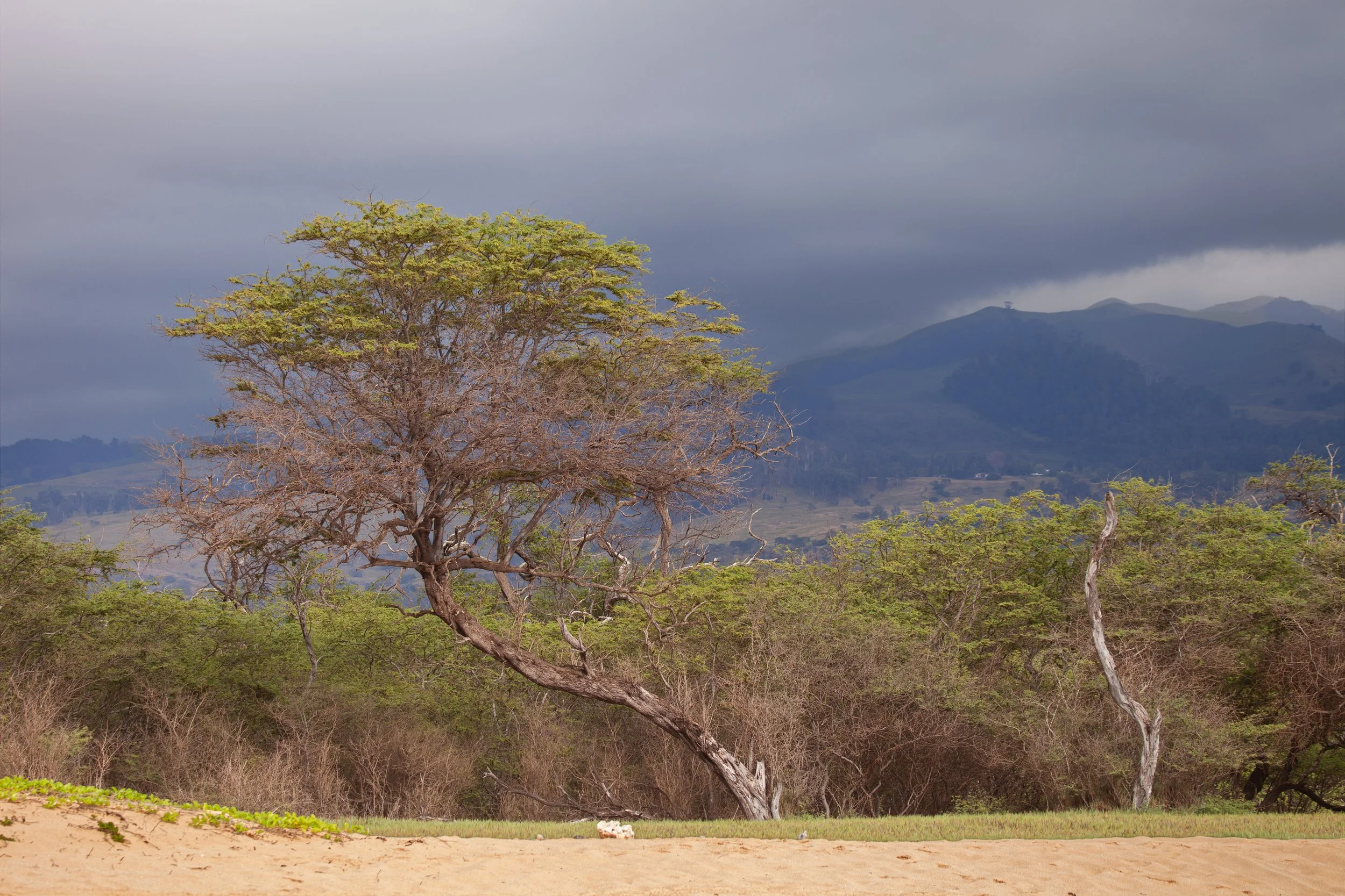 mauicard1-092.jpg