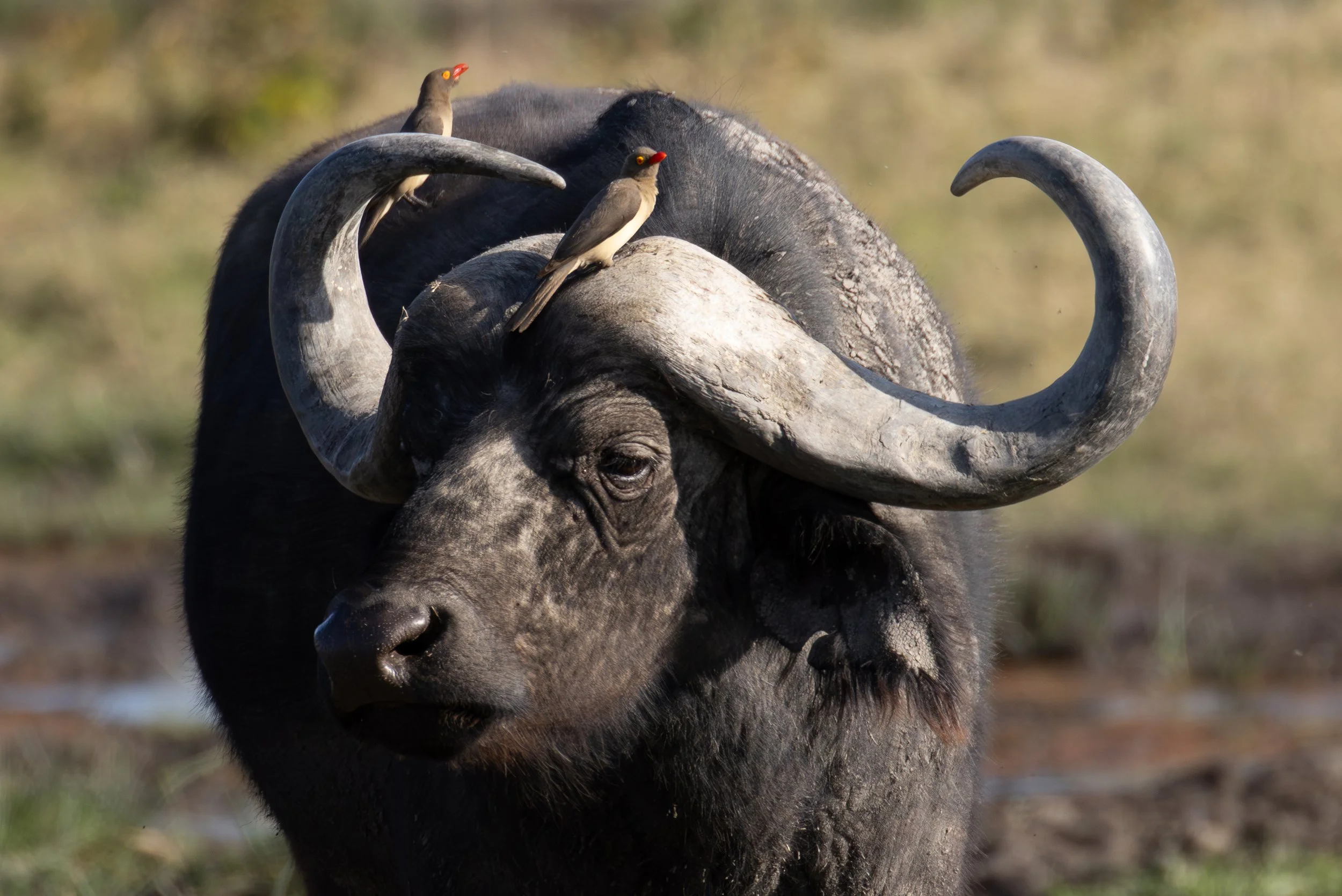 red-billed oxpeckers on a buffalo