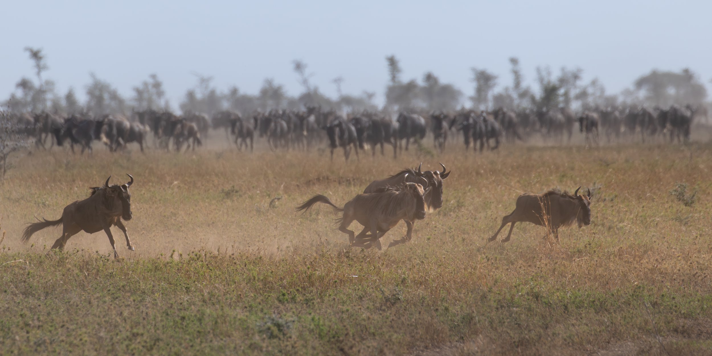 Wildebeest on the run