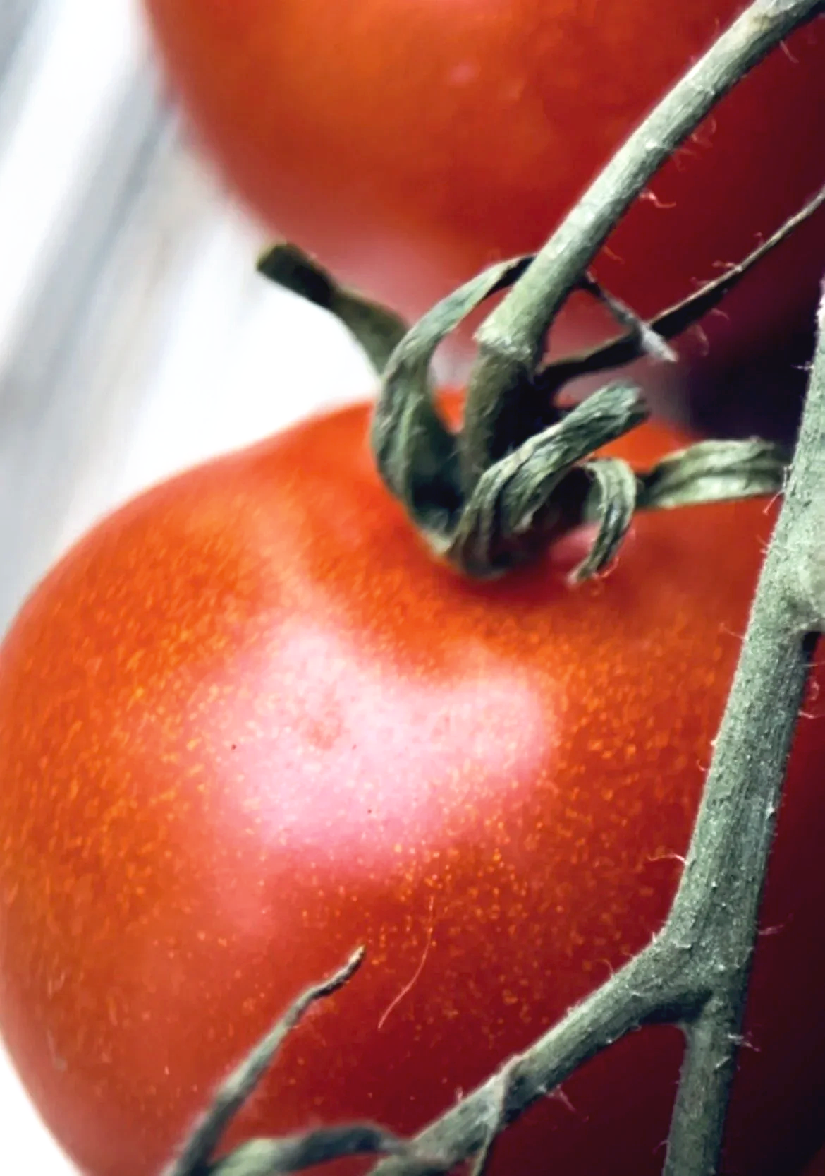 pulling | tomatoes 