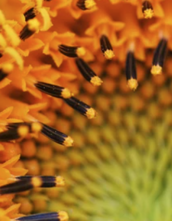 sunflower.png