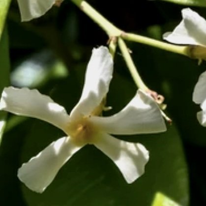 climbing+jasmine.jpg