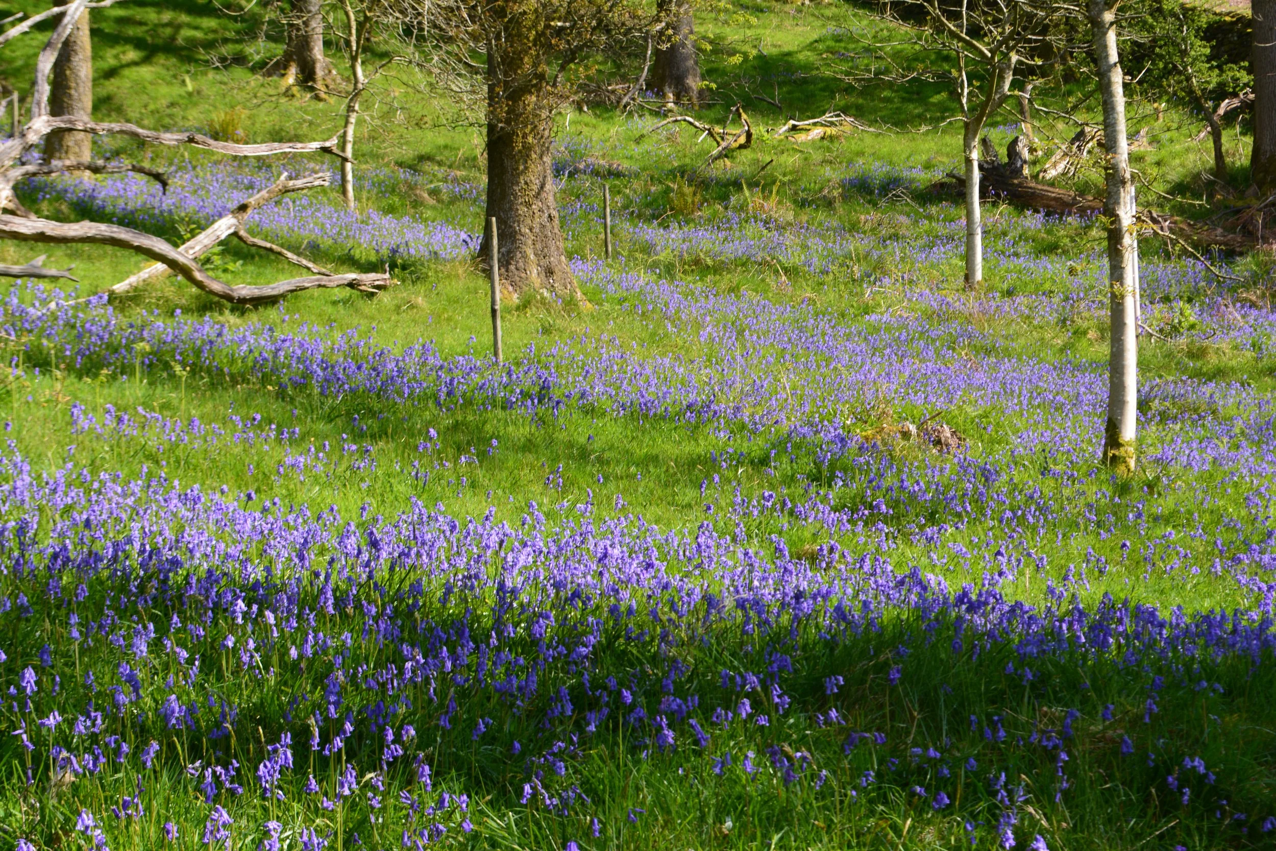 The best bluebell walks in the Lakes and Dales