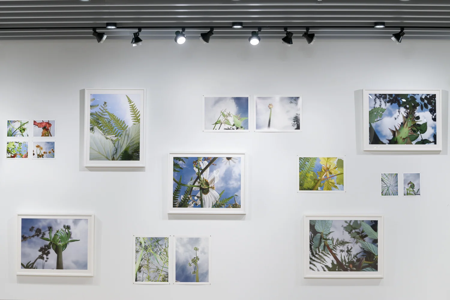 Installation detail, Gallery 71, 2017