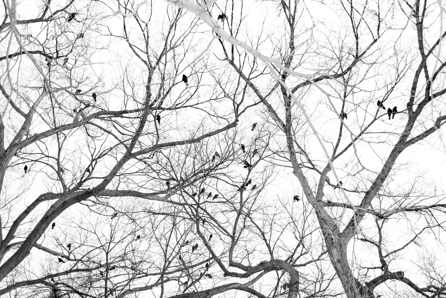 WtD replace-5.jpg