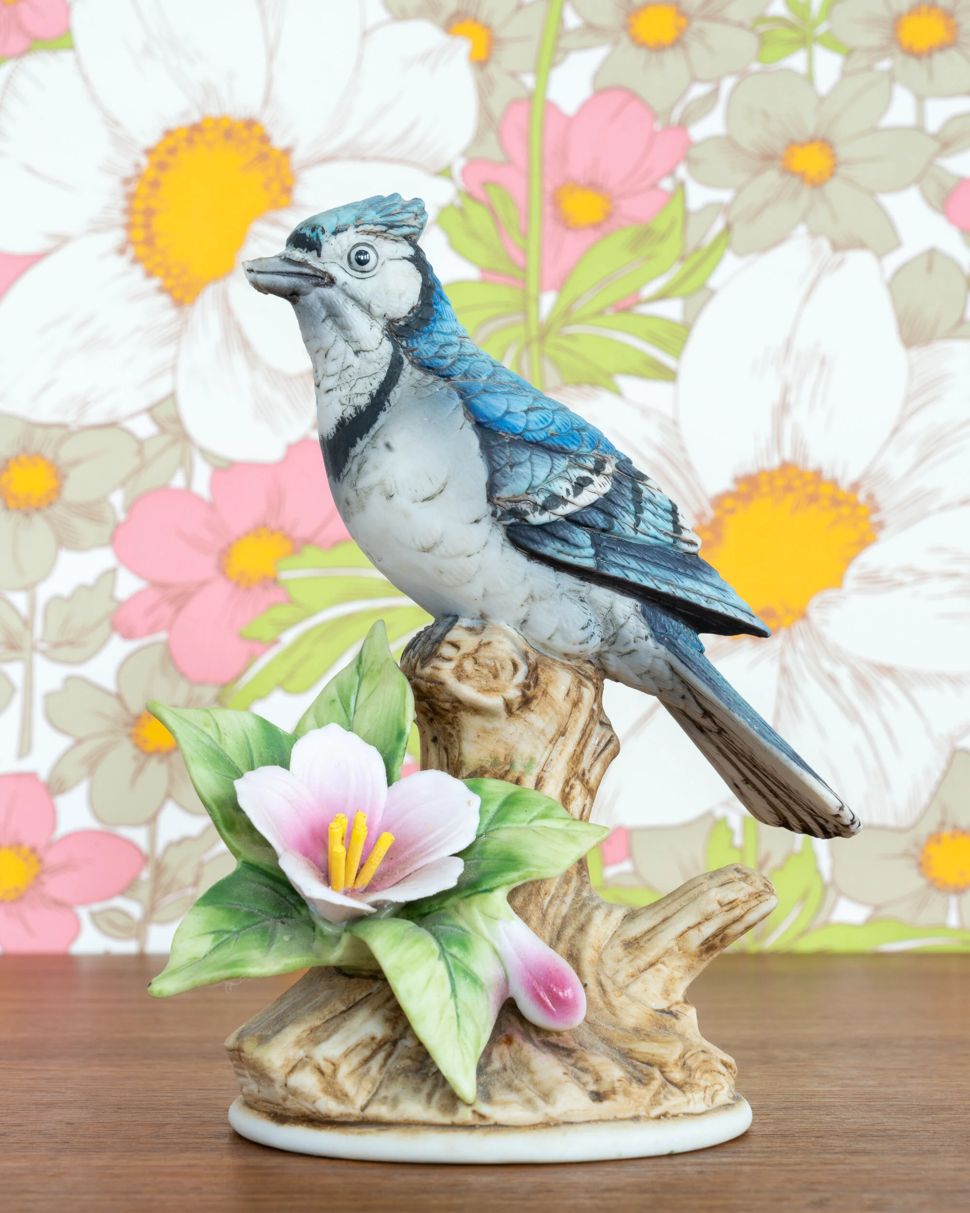   Blue Jay (Broken Beak)  