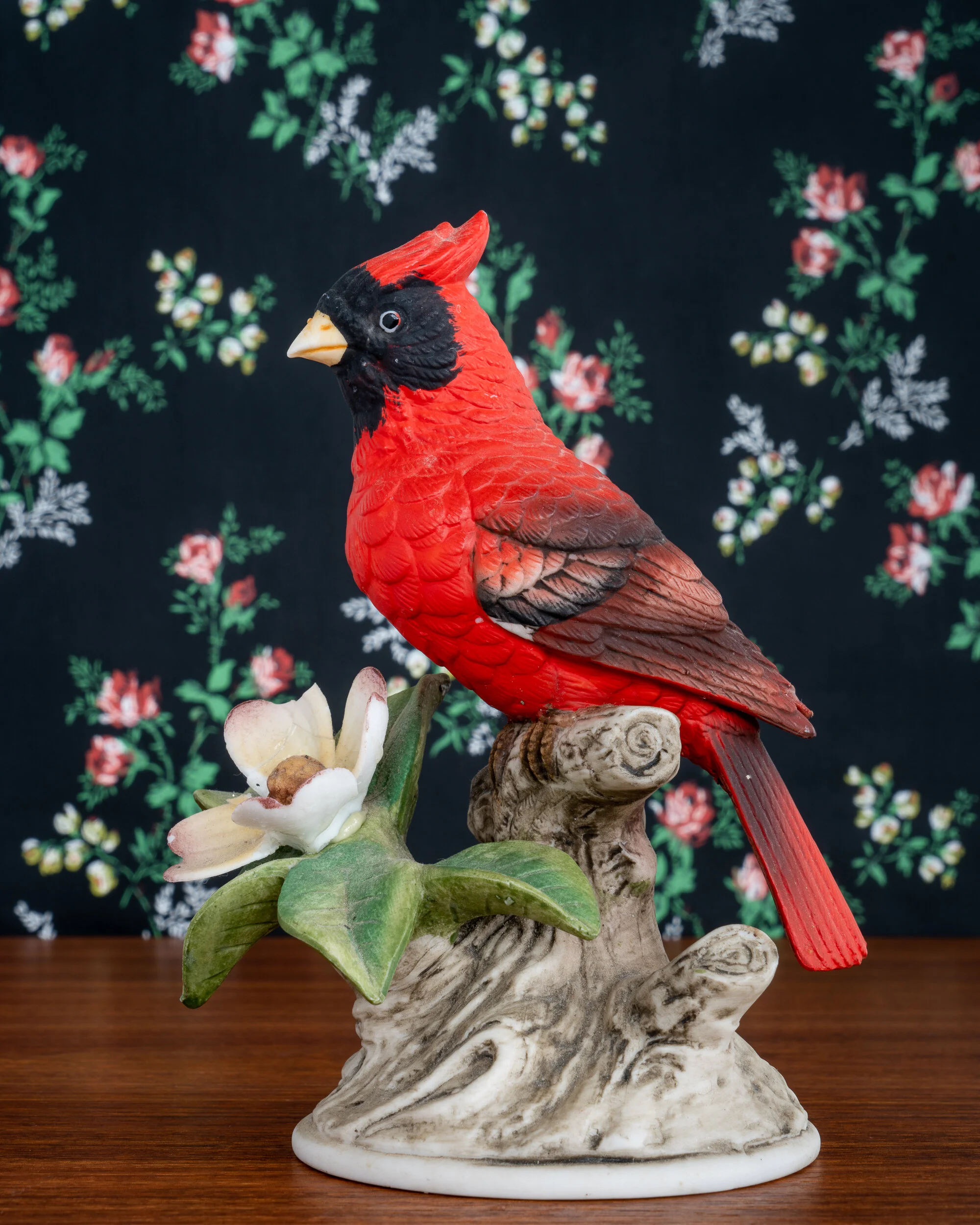   Northern Cardinal  