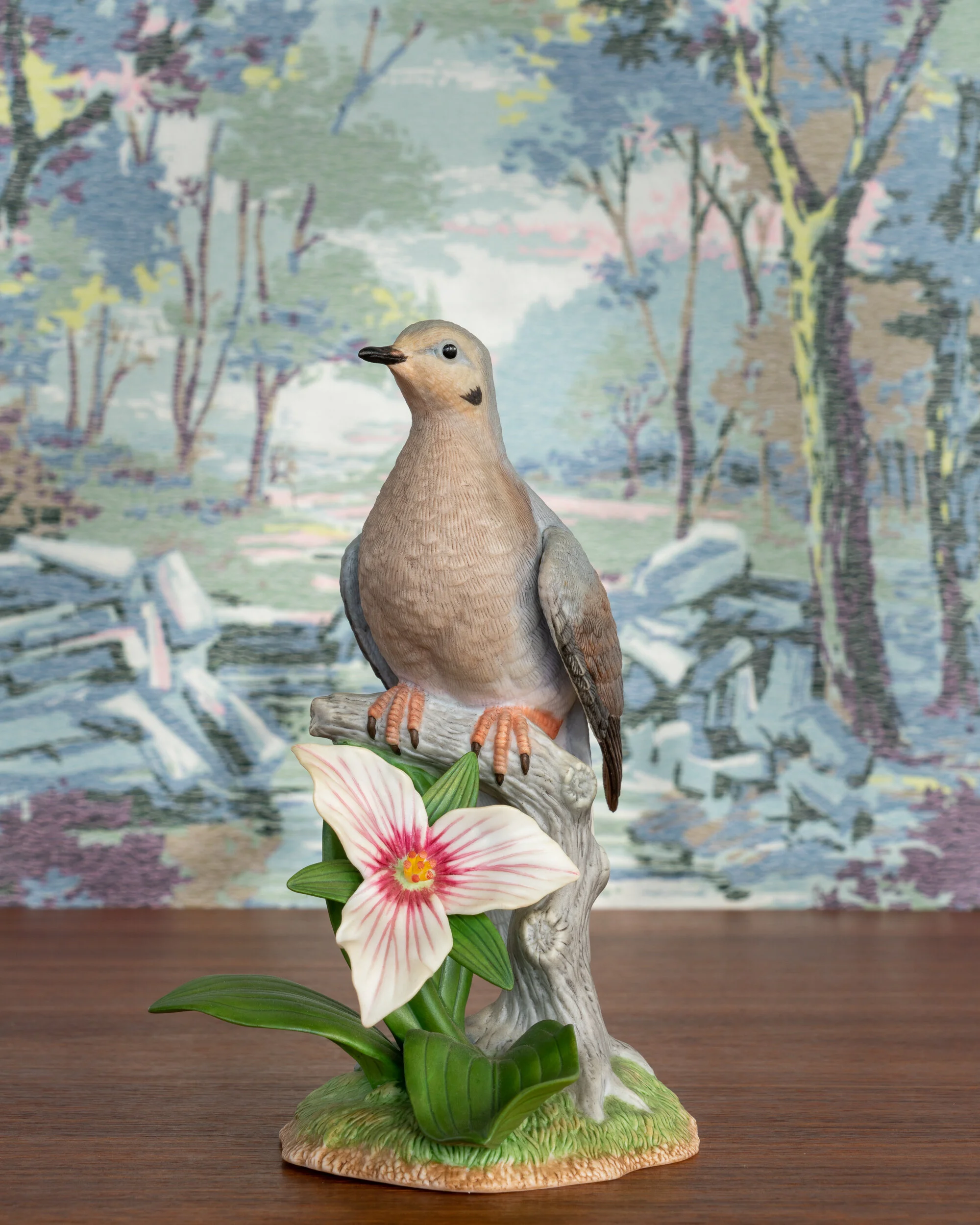   Mourning Dove  