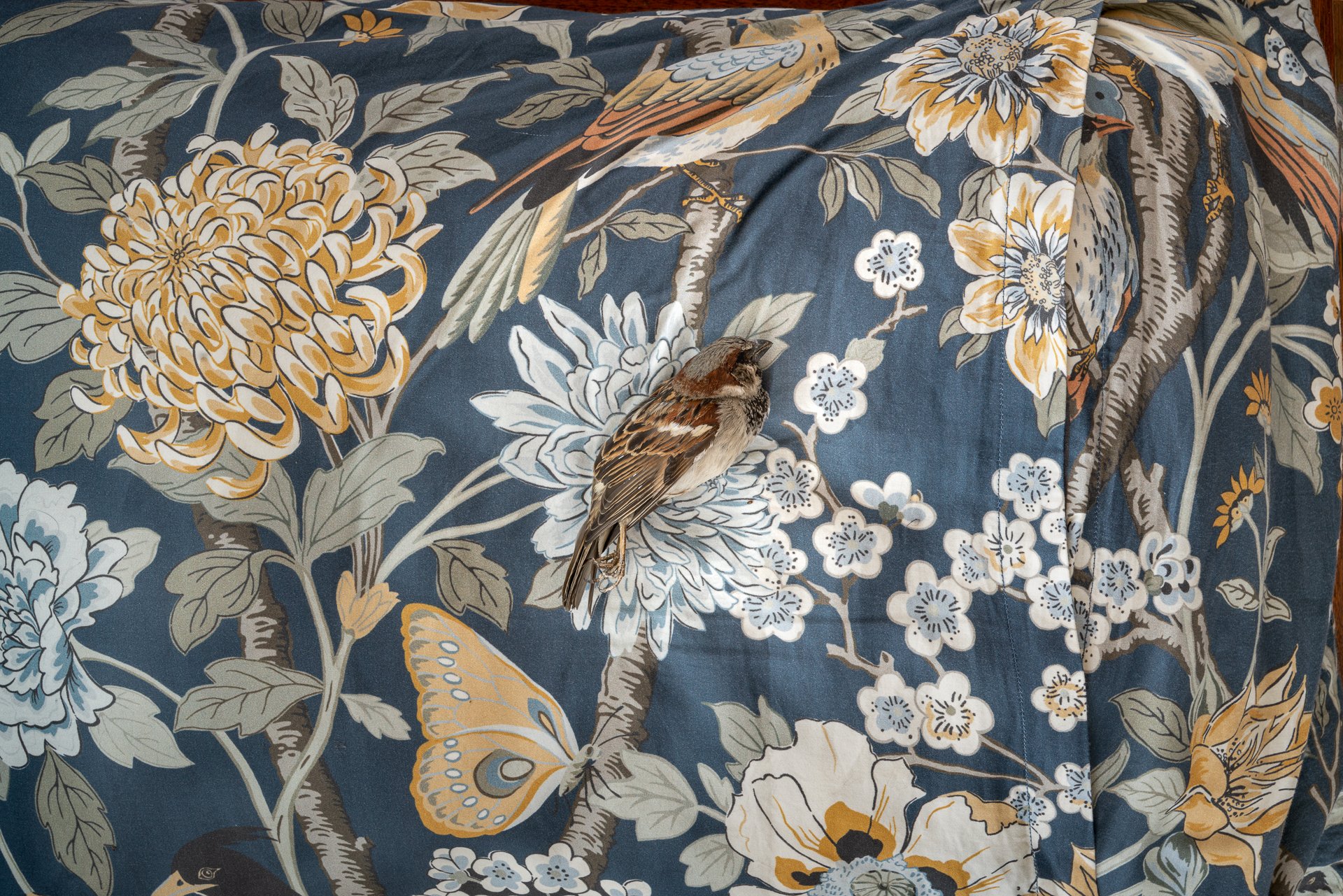 Rest, archival pigment print, 29"x 44", 2025