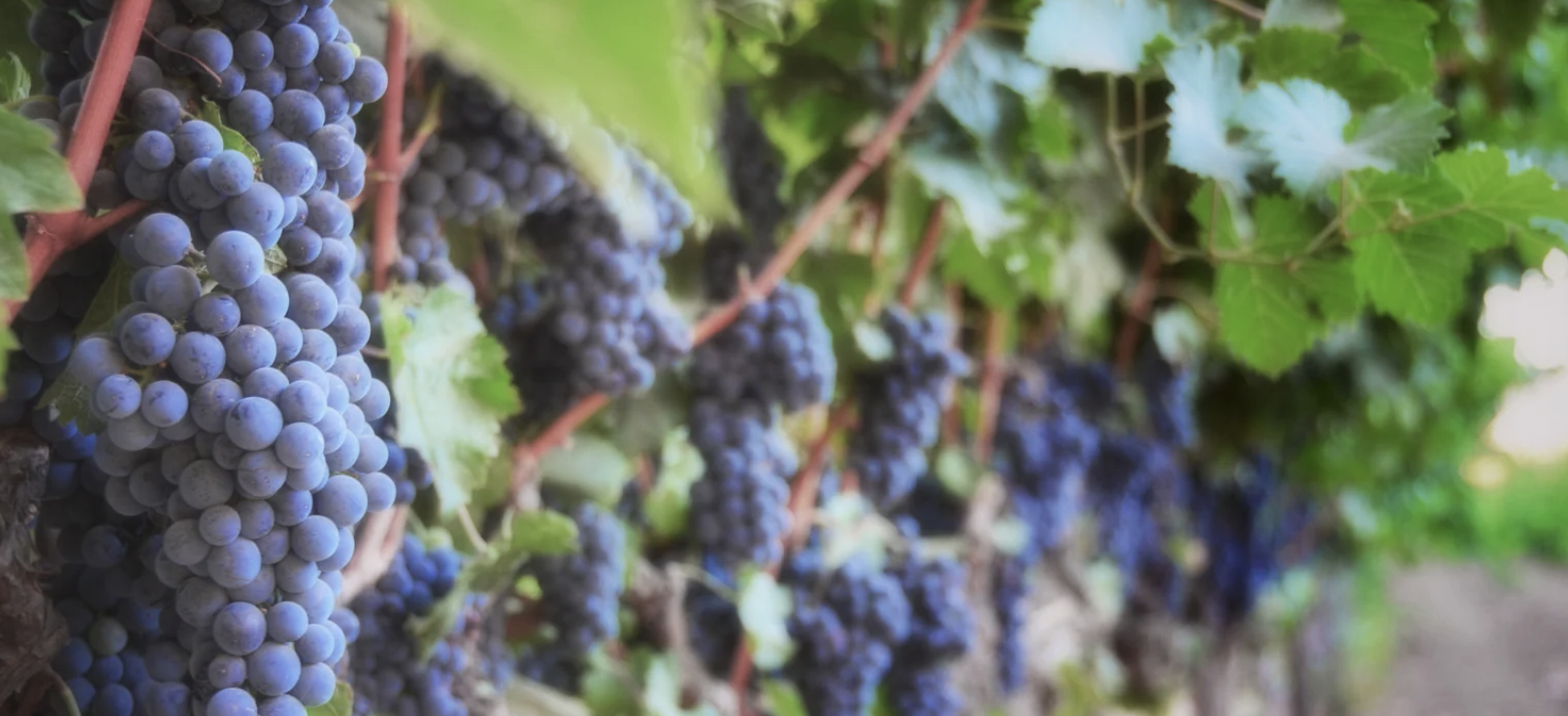 Sip your way through fall at these US wine harvest festivals