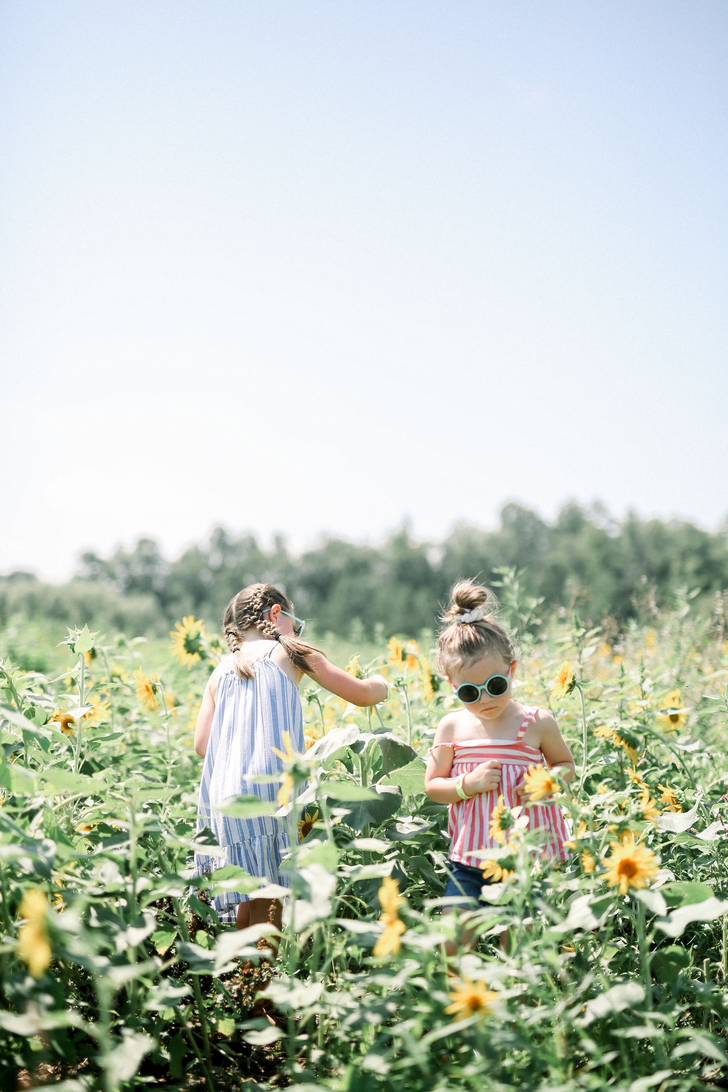 sunflowers in the field two littles.jpeg