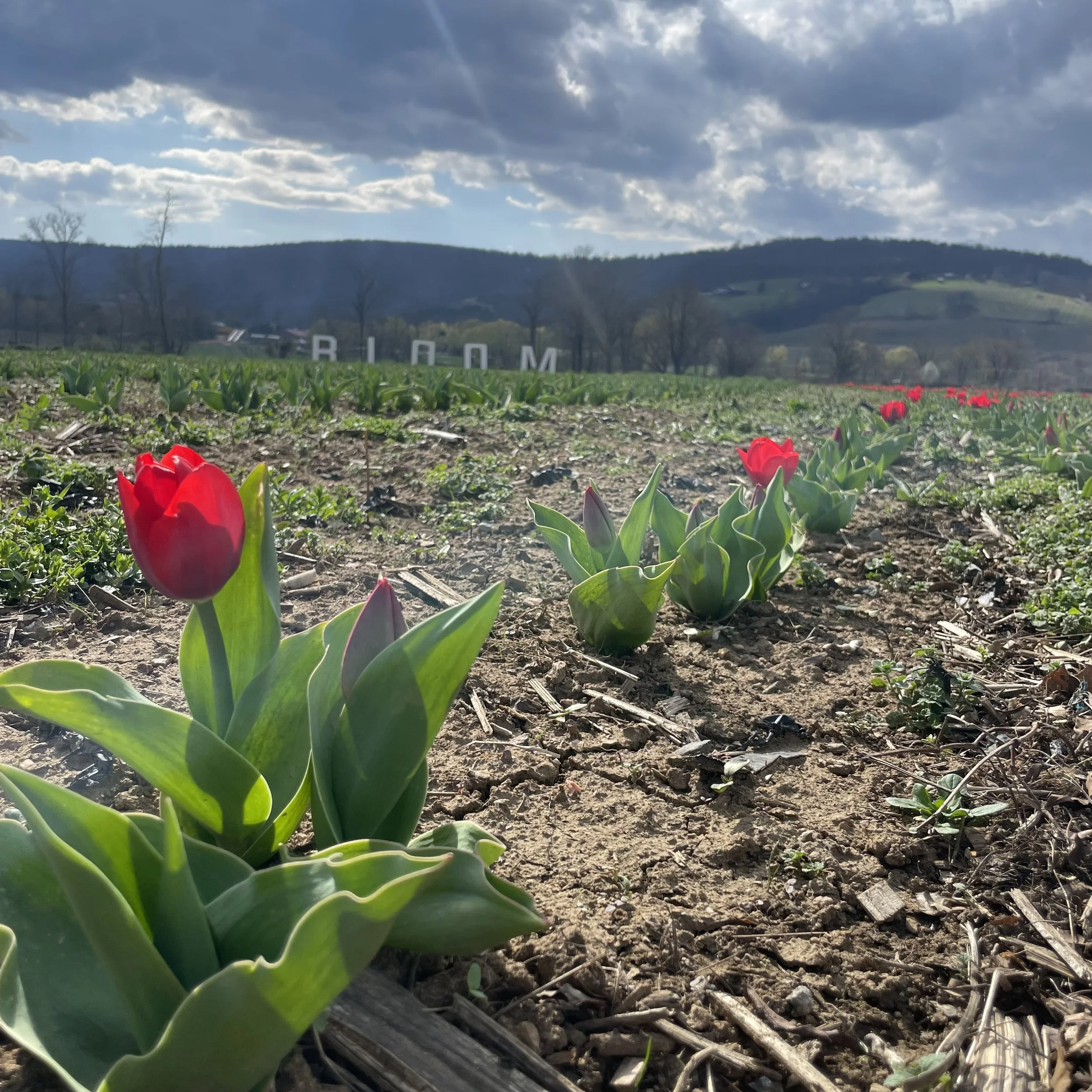 Photo Mar 31 2026, 4 03 59 PM.jpg