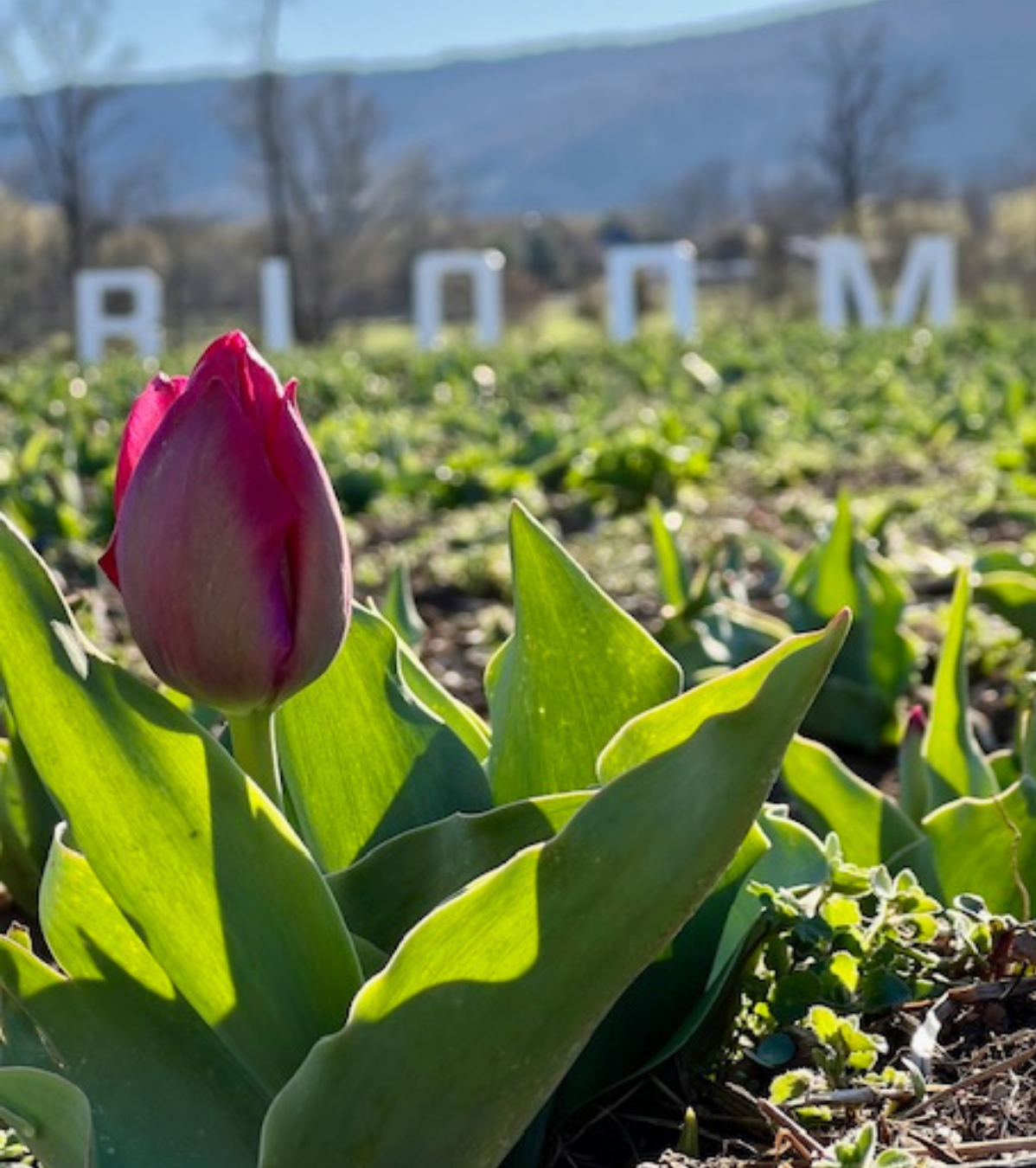 Bluemont in Bloom: Your Guide to Vineyard Views, Orchard Blossoms, and Spring in the Blue Ridge
