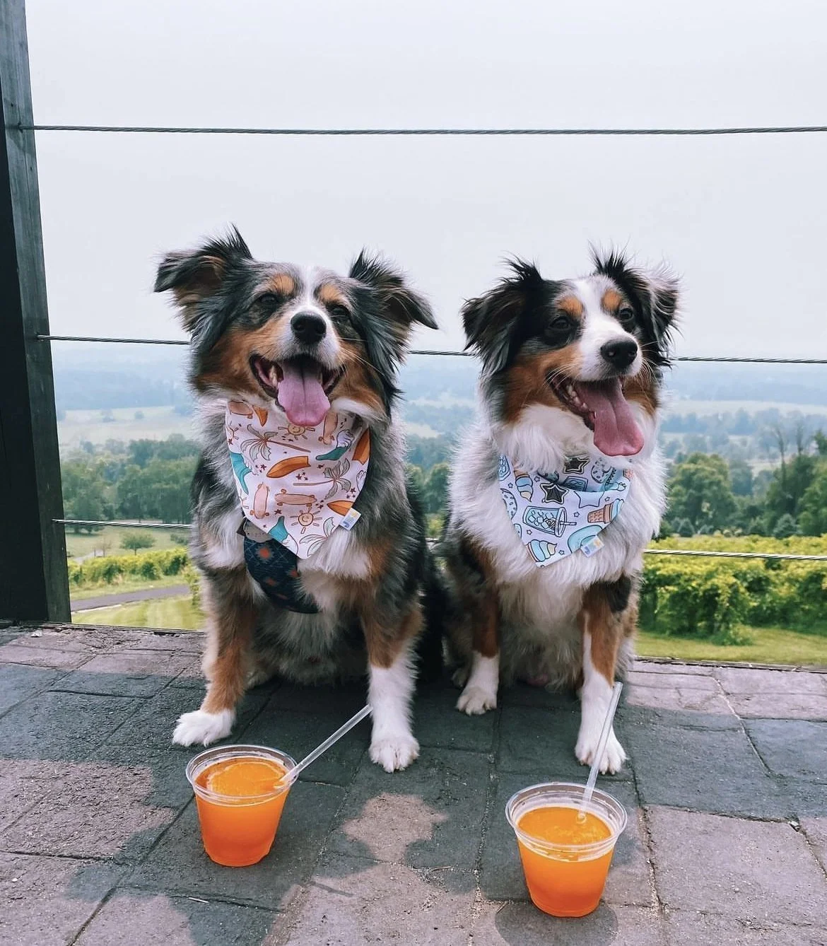 Two+australian+shephards+in+summer+garb+pose+in+front+of+BV’s+blue+ridge+view,+peach+wine+slushies+in+front.jpg