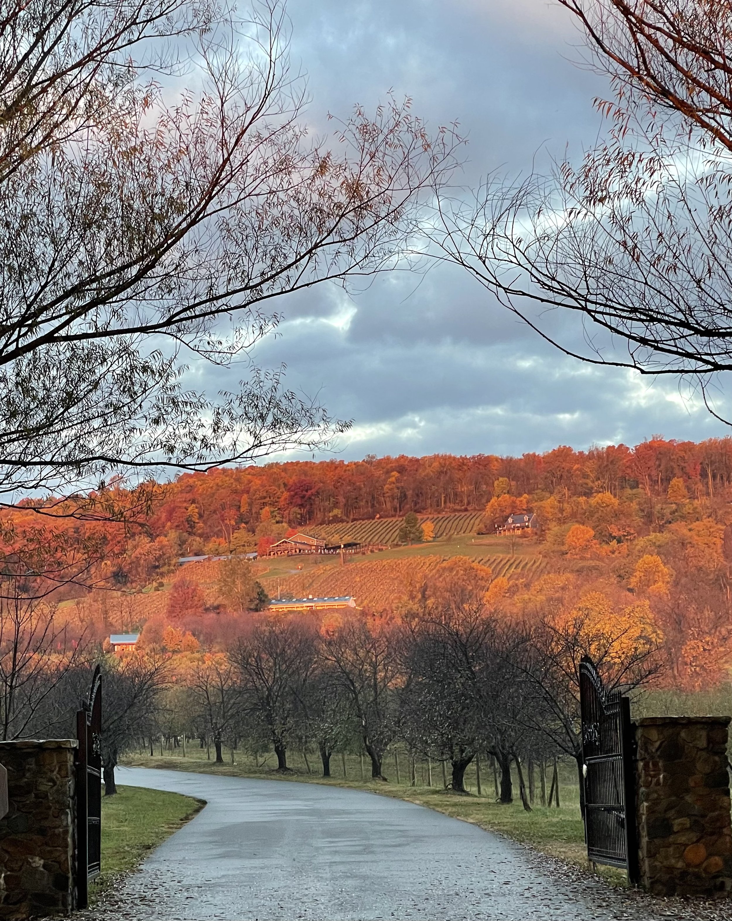 Fall Vineyard Landscape.JPEG