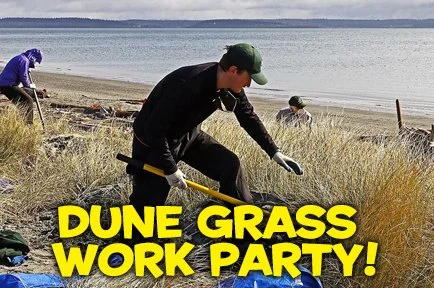 Dune Grass Removal