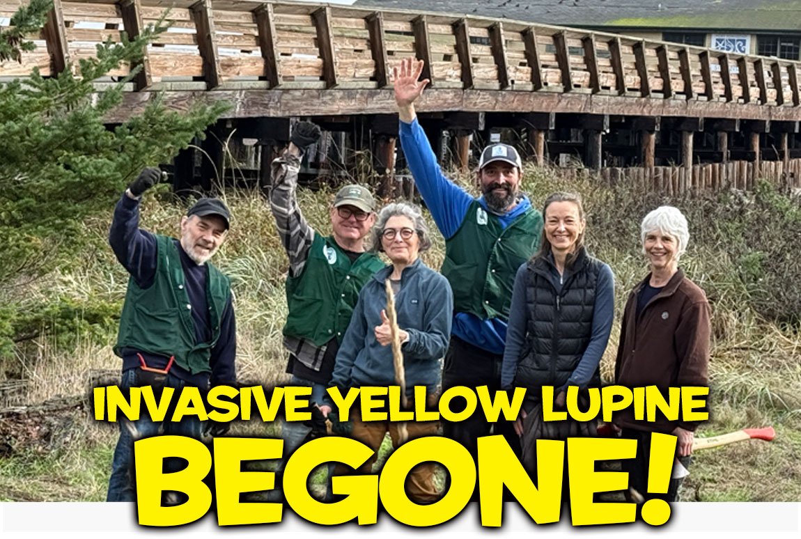 Invasive Yellow Lupine BEGONE!