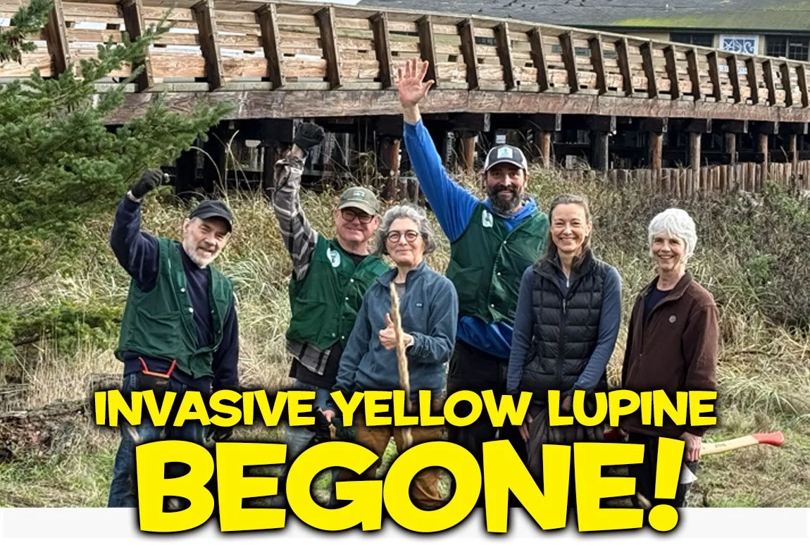 Get Thee Begone, Invasive Yellow Lupine!