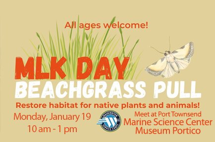 MLK Jr. Day Invasive Beachgrass Pull