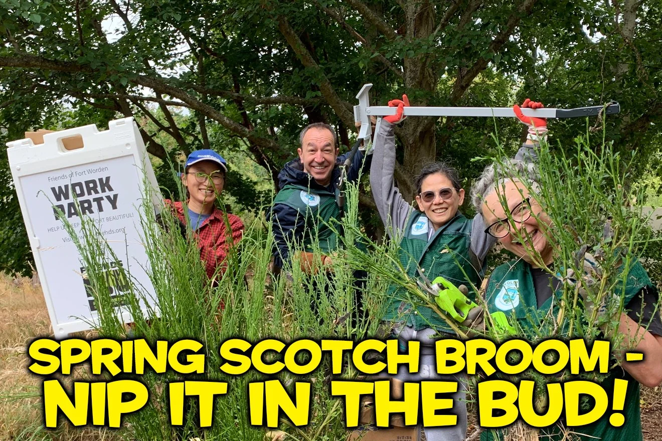 Scotch Broom - Nip It In The BUD!