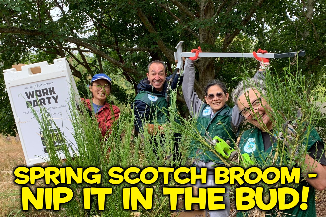 Spring Scotch Broom - Nip It In The BUD!