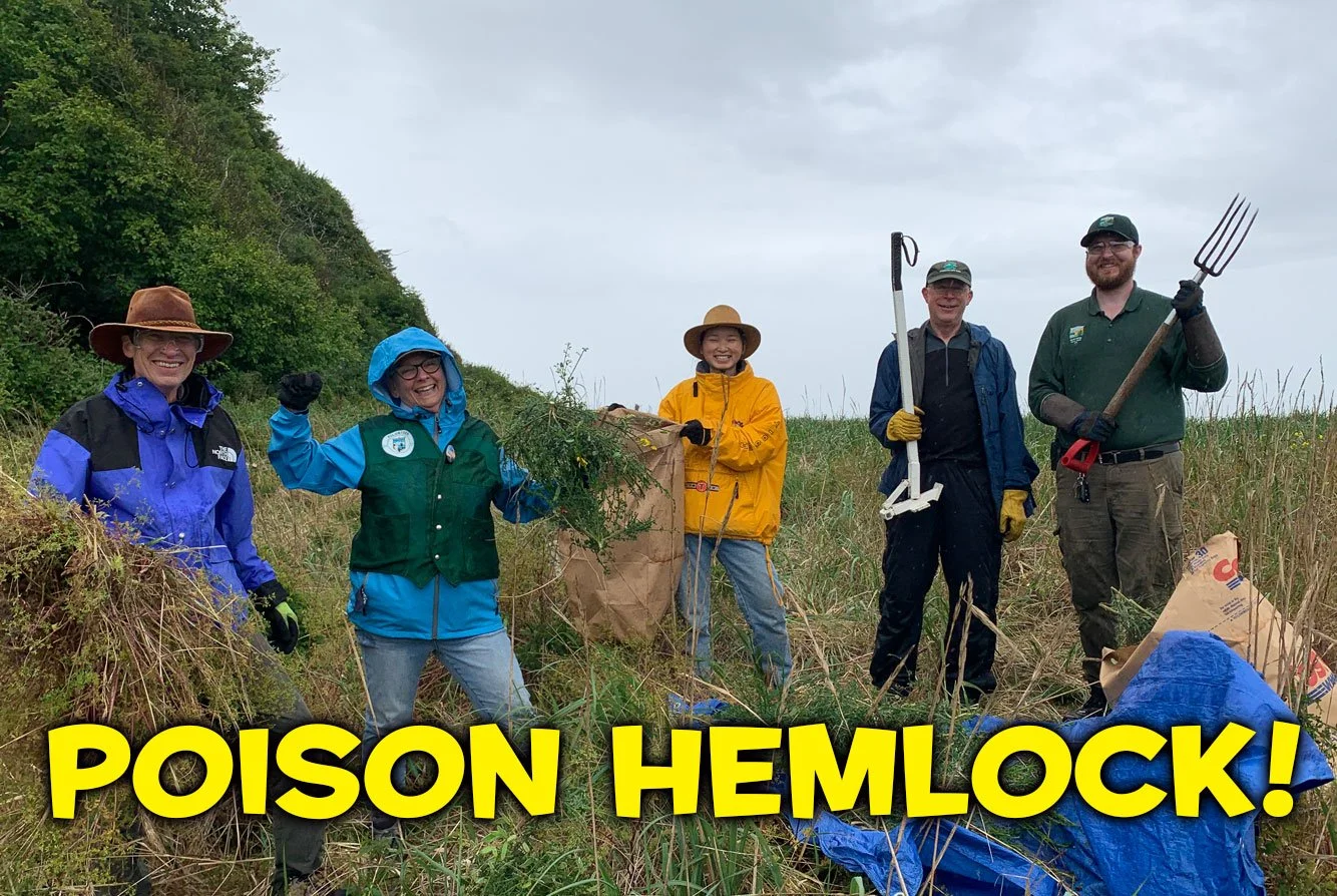 Poison Hemlock Removal!