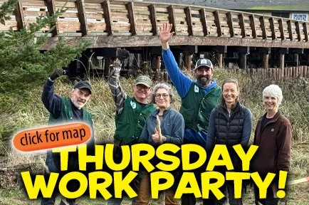 Spring Clean Up - Invasive Yellow Lupine