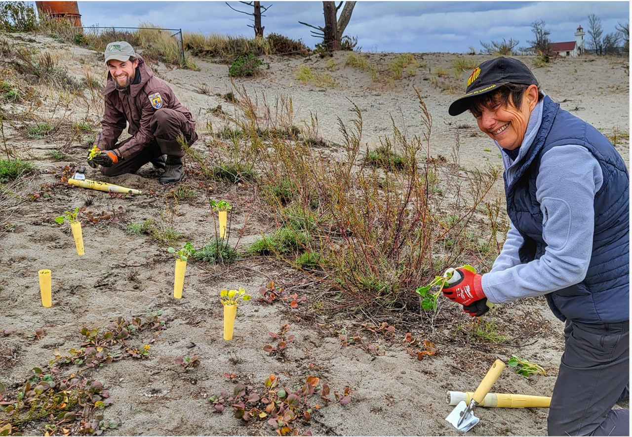 Two volunteers planting and maintaining native plants on a sandy beach, with tools and plant tags nearby, under cloudy skies.