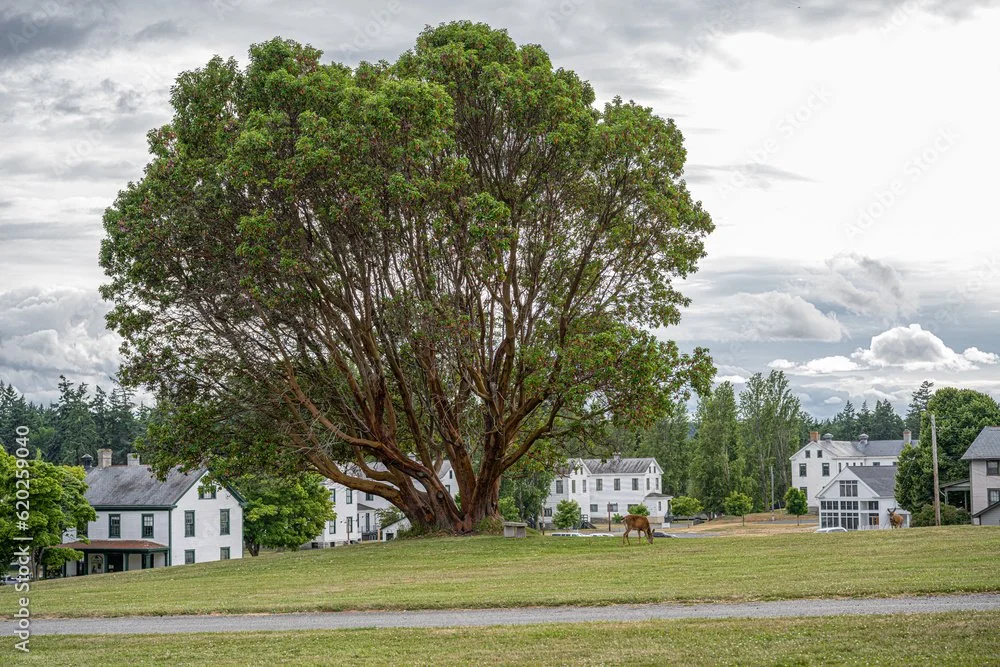 The main lawn at Fort Worden with a deer grazing on grass.