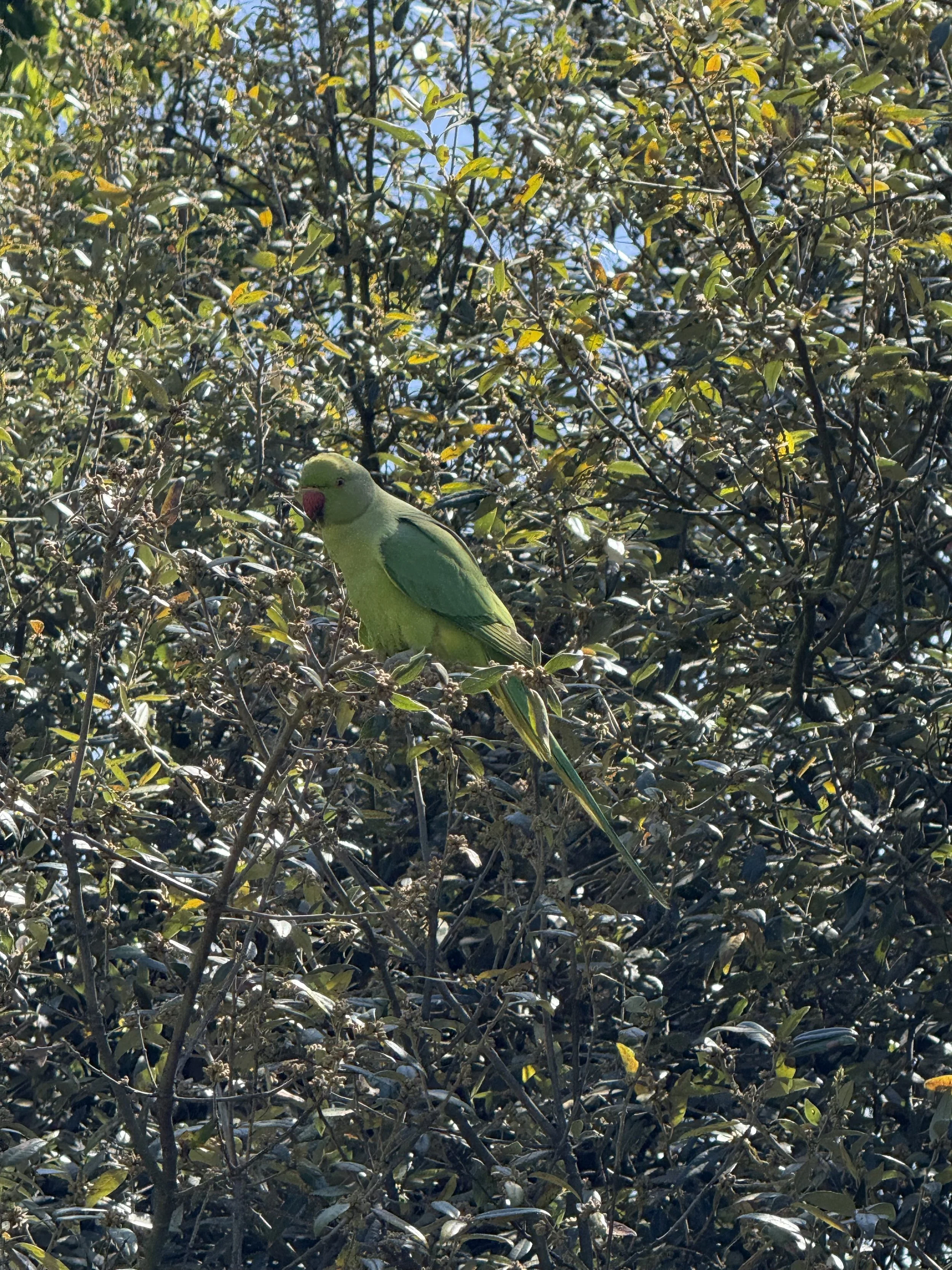 IMG_7827.jpeg