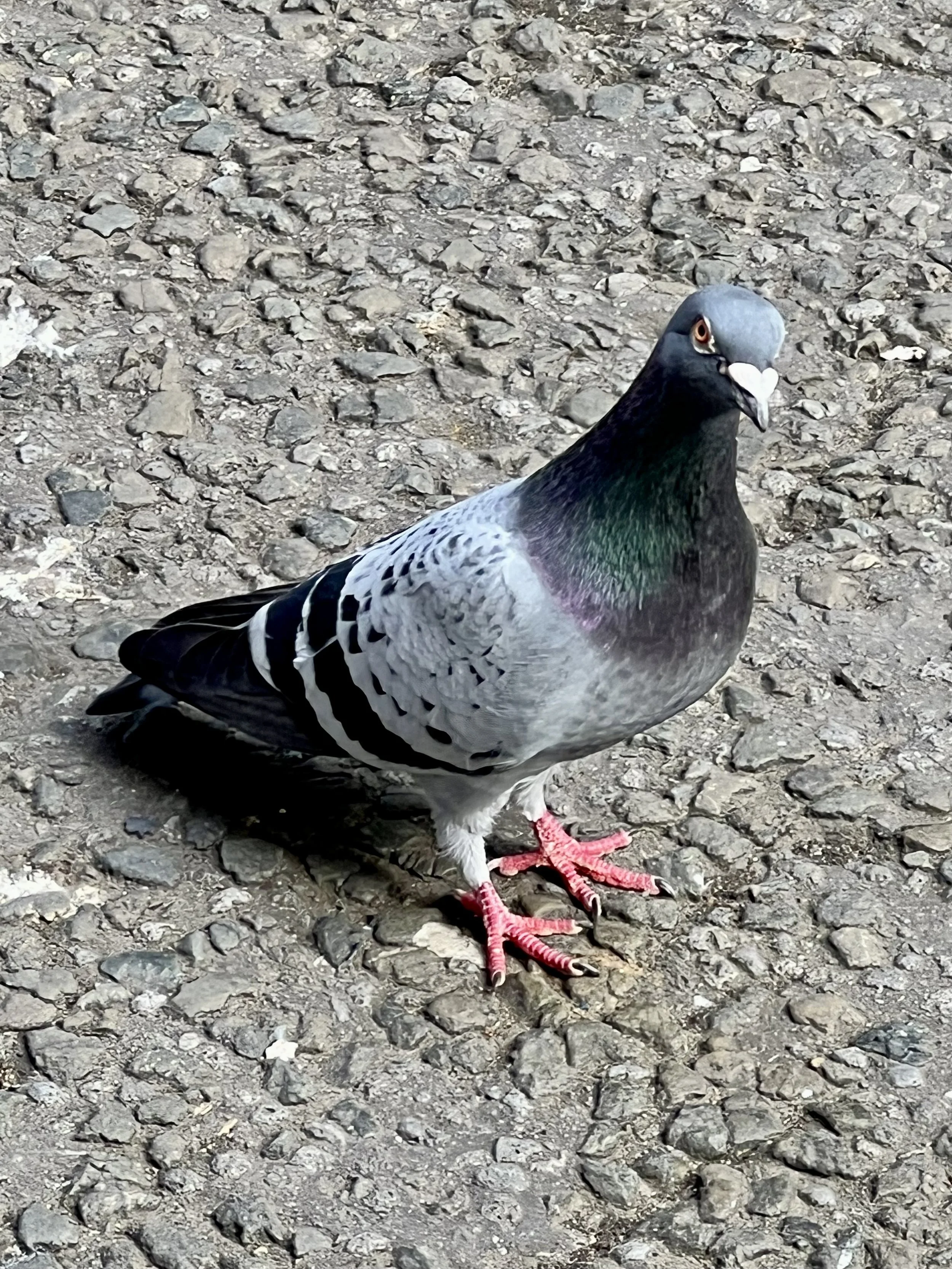 IMG_4513.jpeg