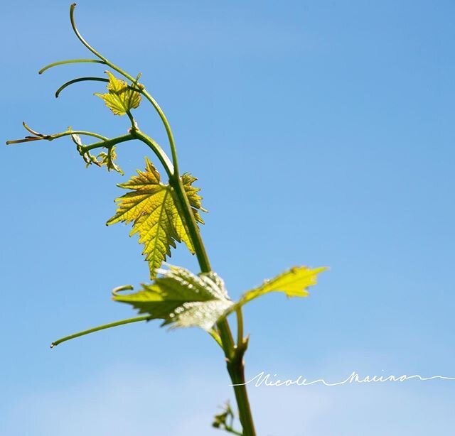 Don&rsquo;t miss it! The beauty of the simplicity of a growing vine. The legacy of amazing things in our world. #livinglife #napavalley #napalife #photographer #lifestyle #livefully #nature #vines #winelover
