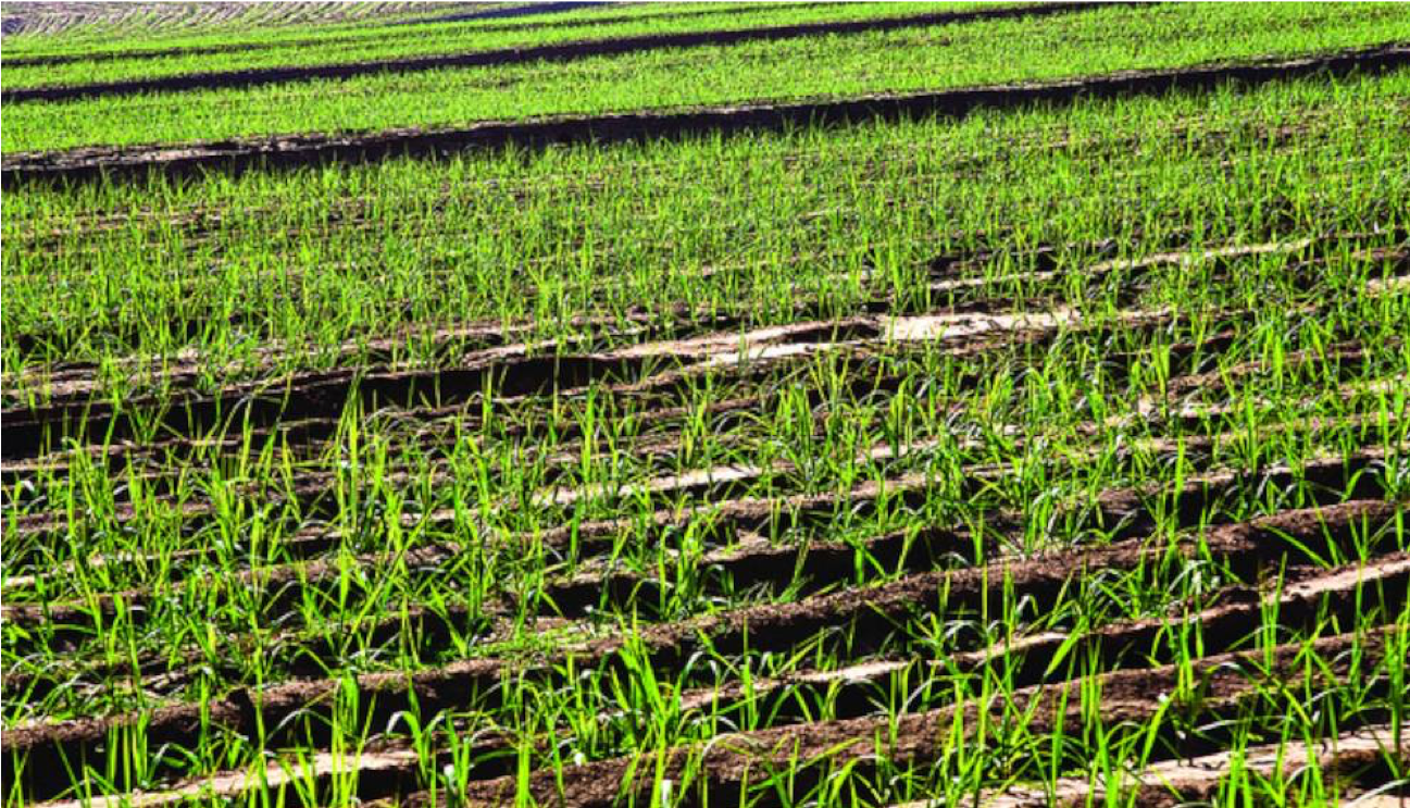 Sugarcane culture in Sertaozinho, Sao Paulo Copyright: Flickr/Sweeter Alternative