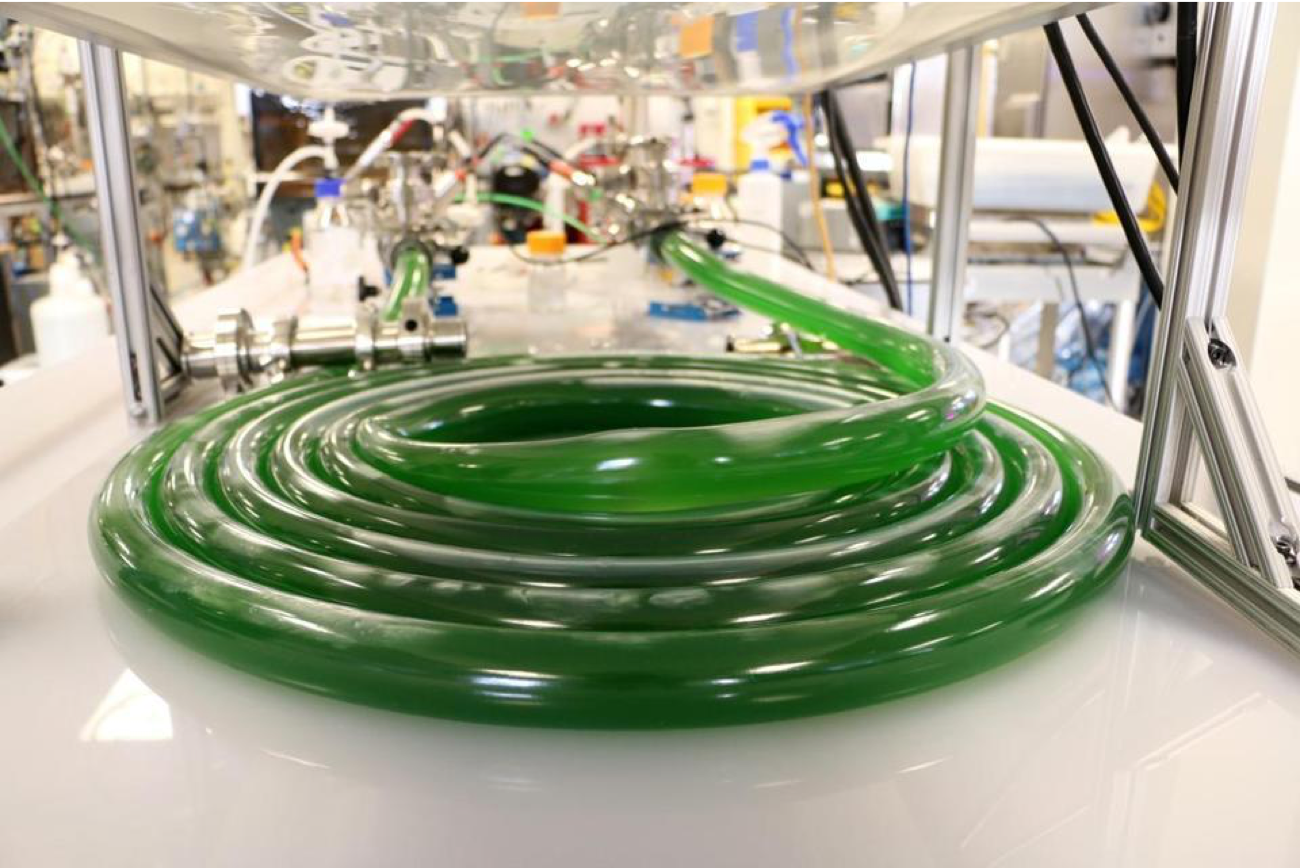 Joule’s system produced diesel or petrol oil through photosynthesis of cyanobacteria. Courtesy of Joule Unlimited.