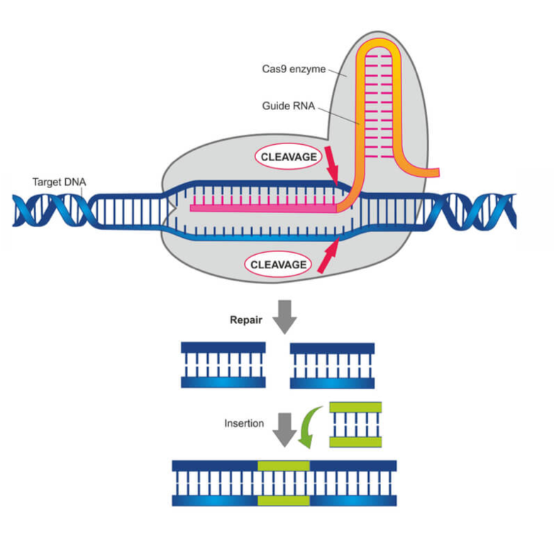 Figure showing the Cas9 enzyme in action. ( www.labiotech.eu )