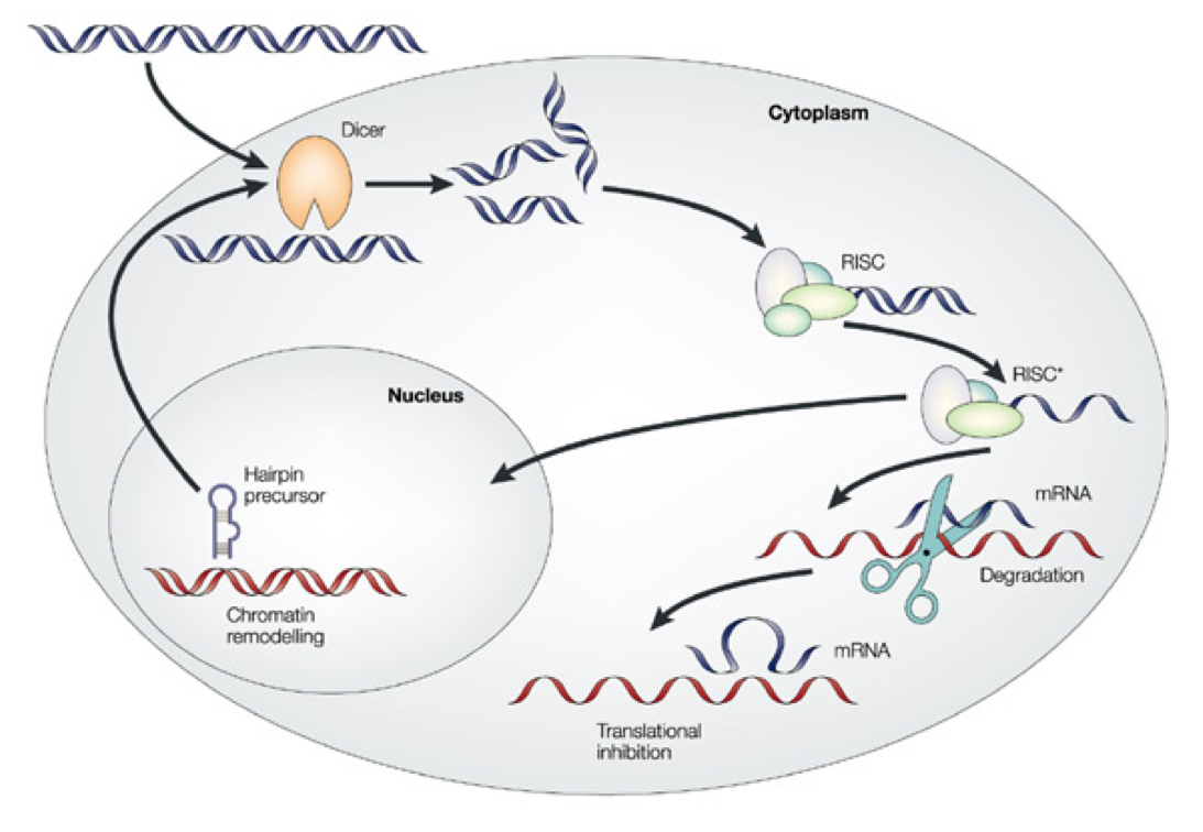 siRNA cellular mechanism. Source: Michelson Medical Research Foundation