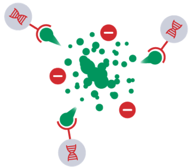 Enhanced T cell activity