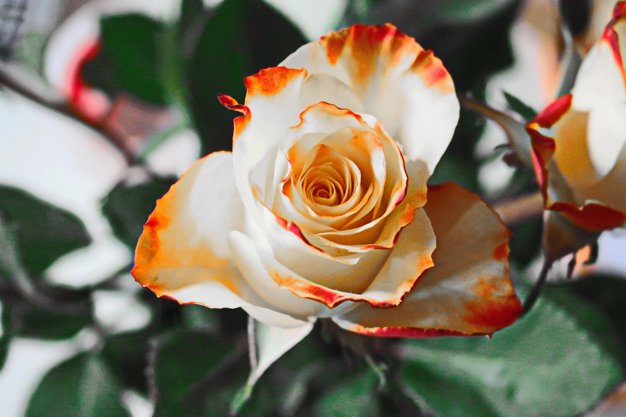 bloom-blossom-flora-60909.jpg