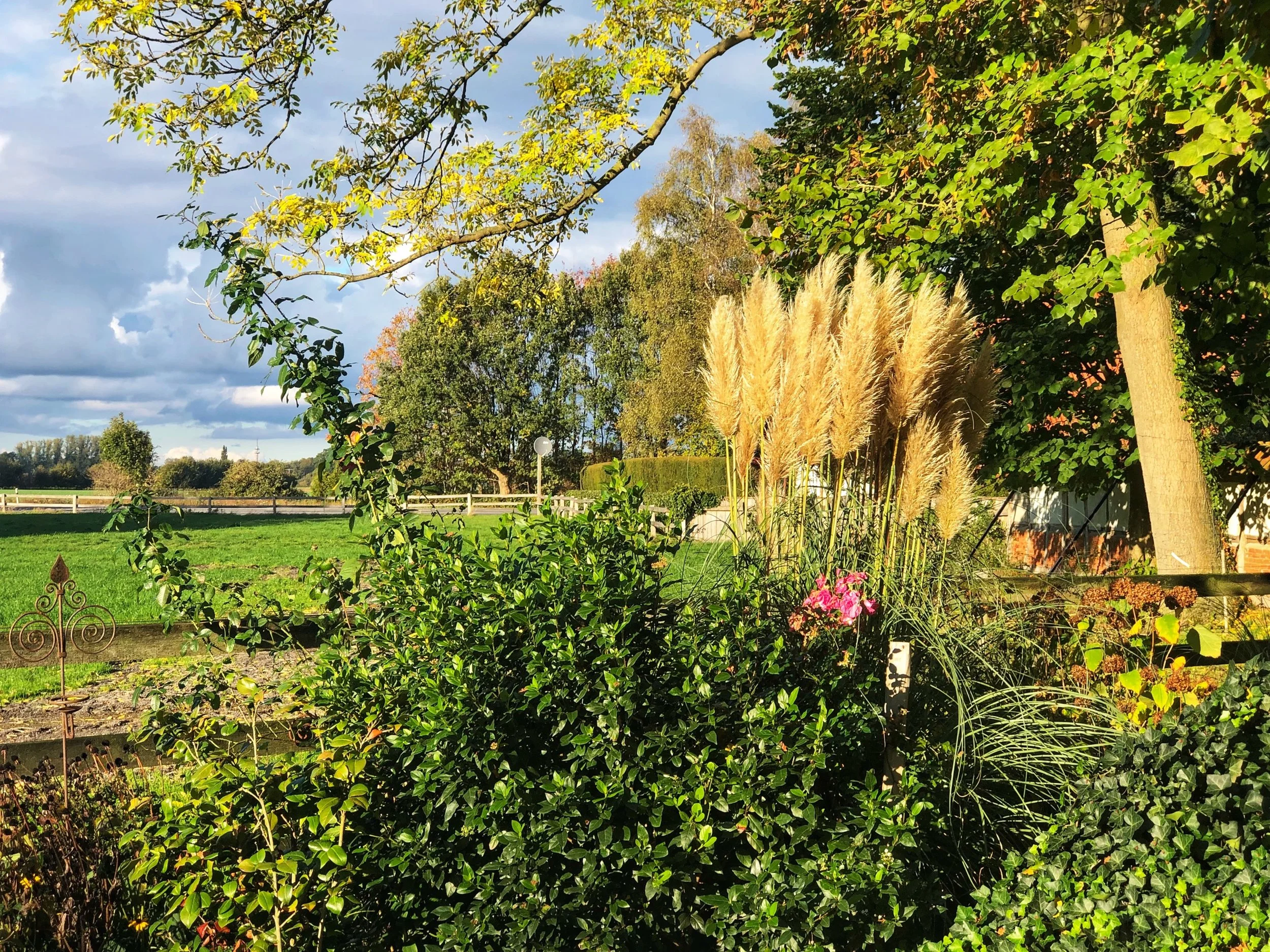 garten-ziergras.jpg