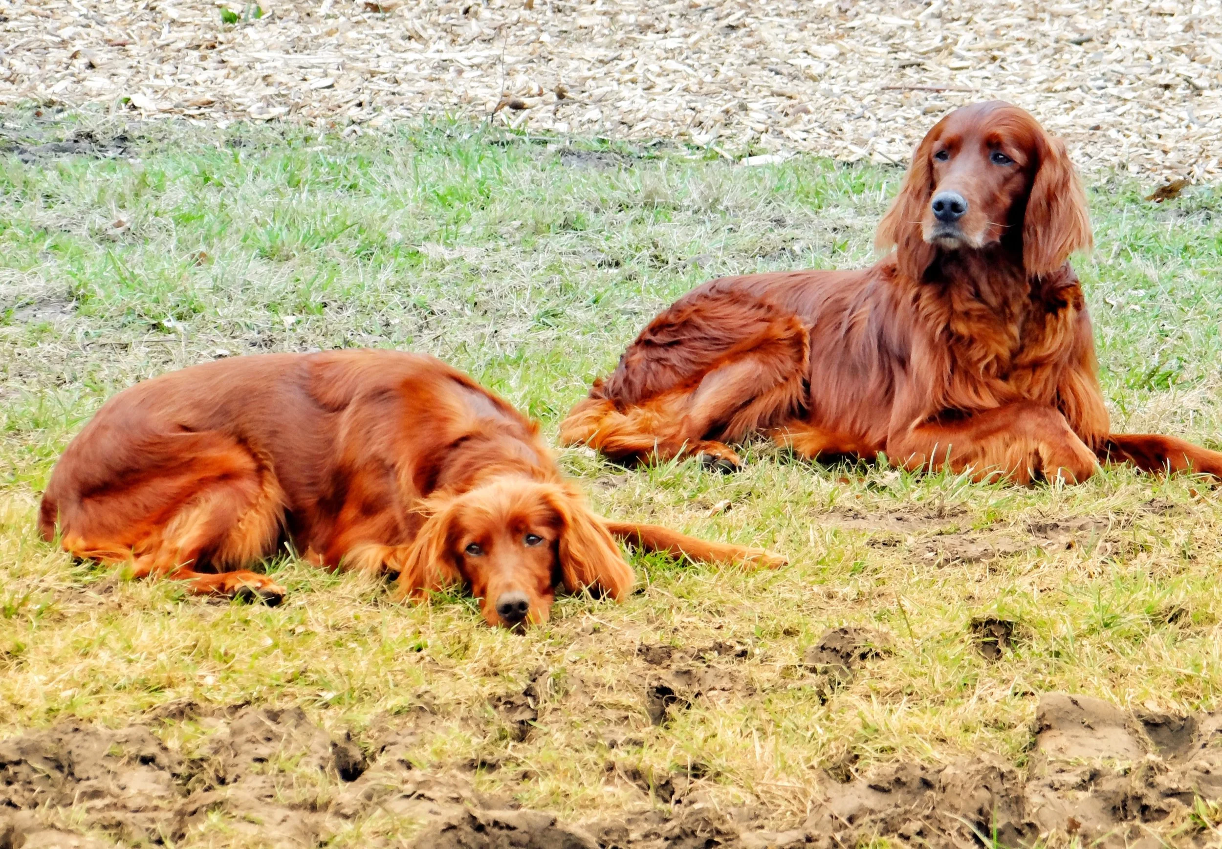 wft-hunde.jpg
