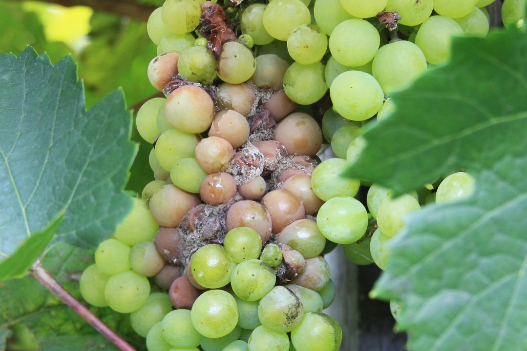 BOTRYTIS GUIDELINES
