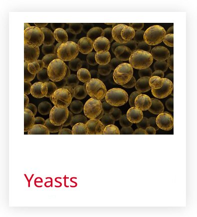 YEASTS