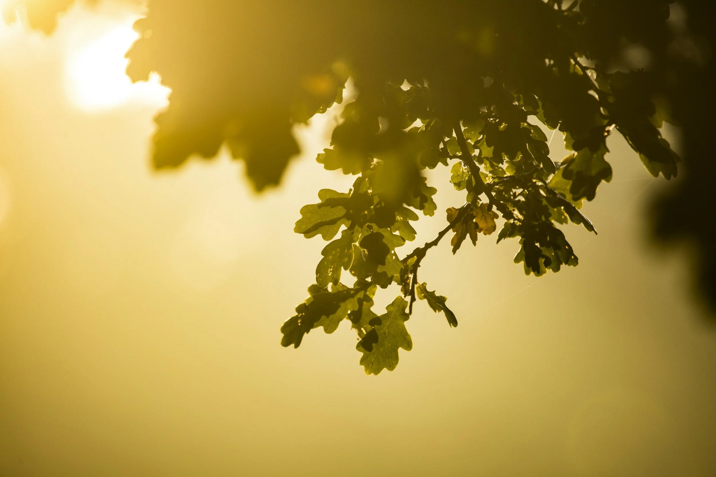 Close-up of oak tree leaves silhouetted against sunlight