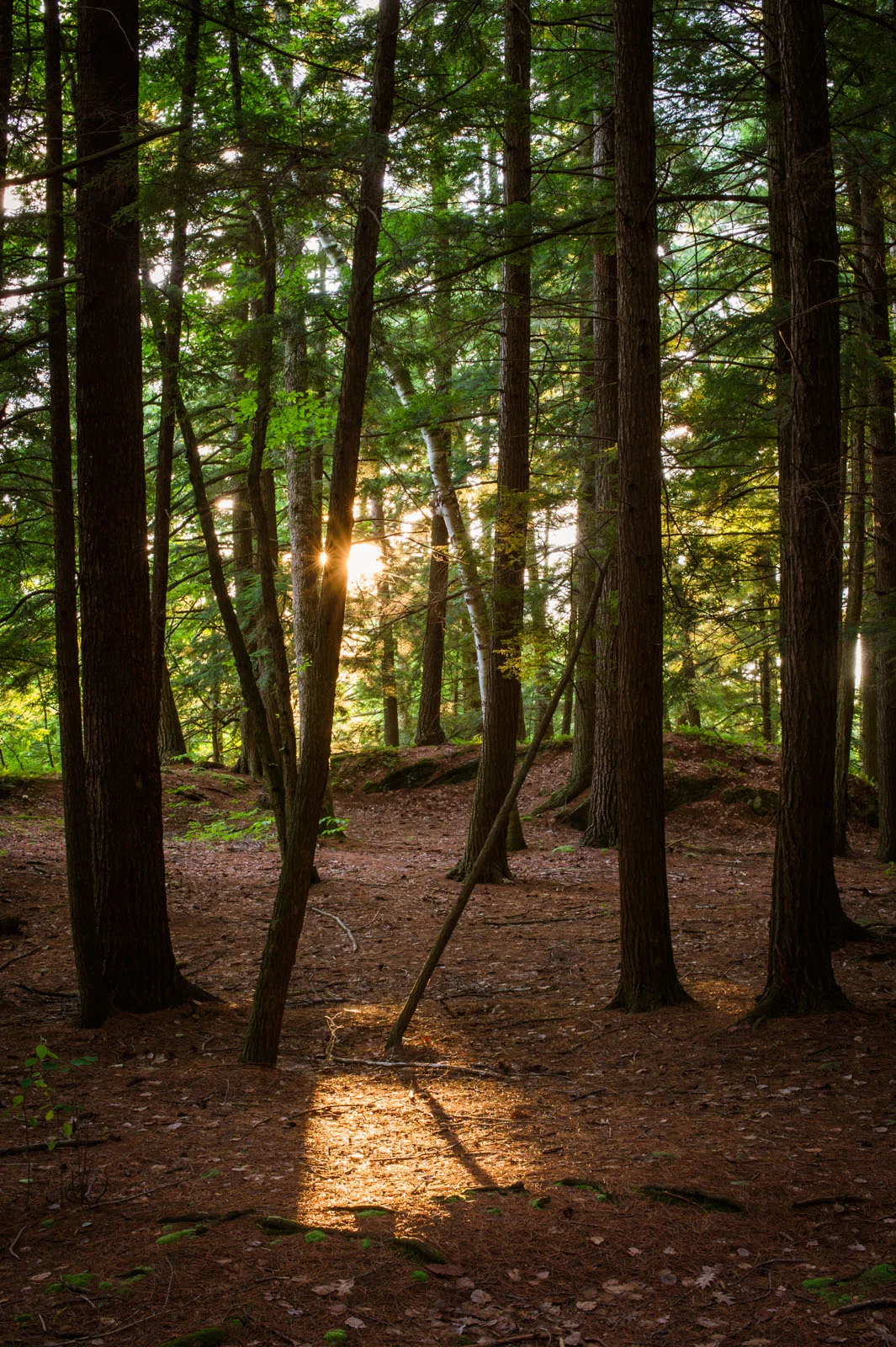 SunShadow_Vermont_Blotto_1291.jpg