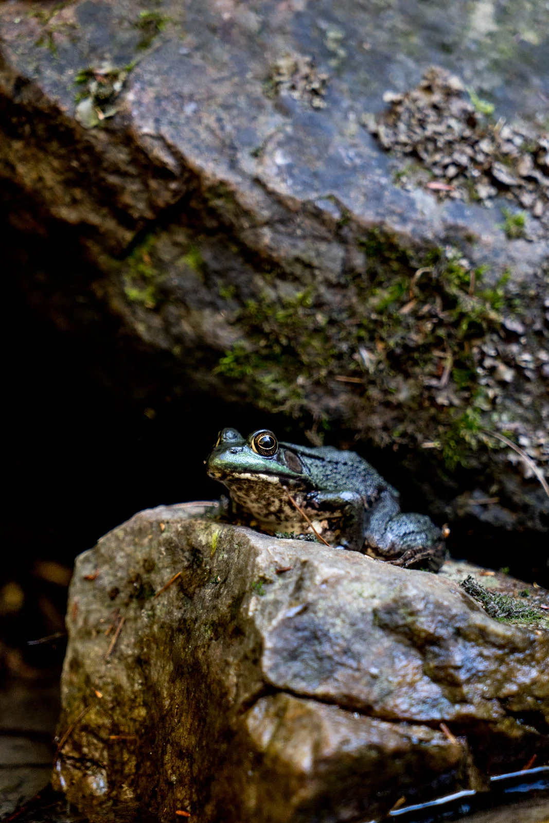 MinkFrog_Vermont2018_Blotto_01935.jpg