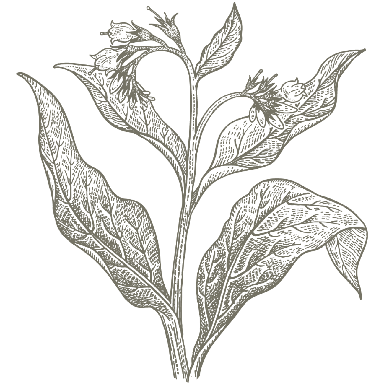 Catskills Comfrey_Plant.png