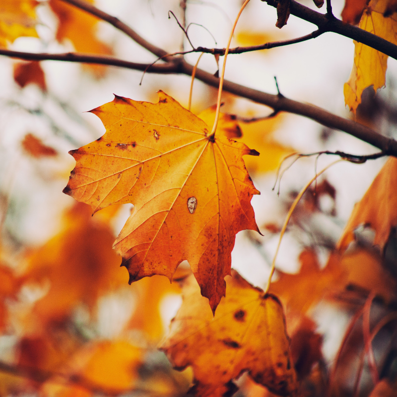 Catskills Comfrey_Fall Leaves.png