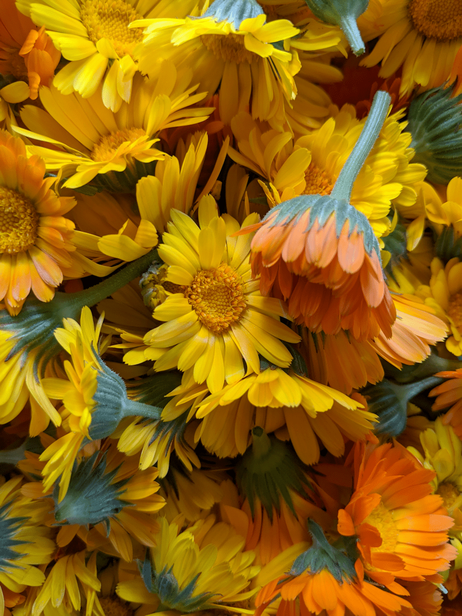 Freshly-Picked Calendula