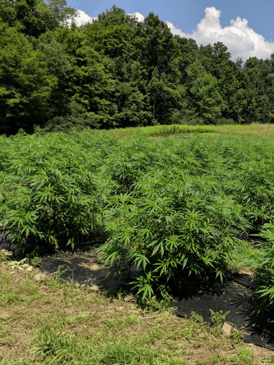 CBD from Our Upper Pasture