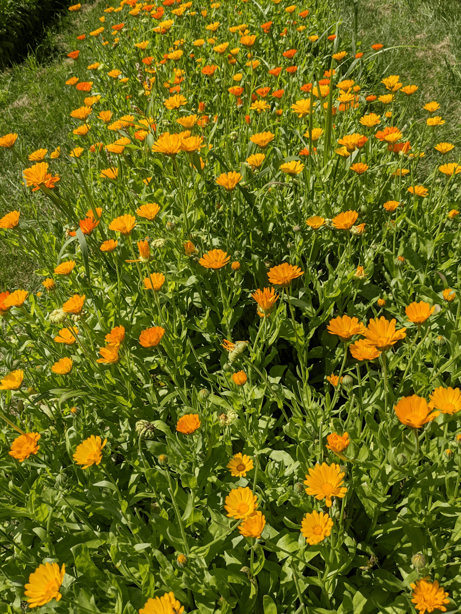 Calendula Erfurter